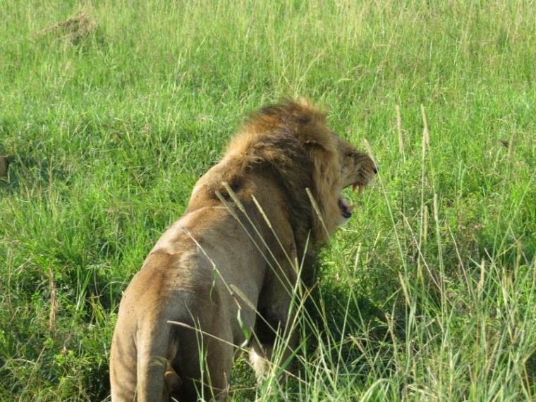 Jun 2019 Mandevu exploring in Maasai Mara. Copyright Rupi Mangat (800x600)