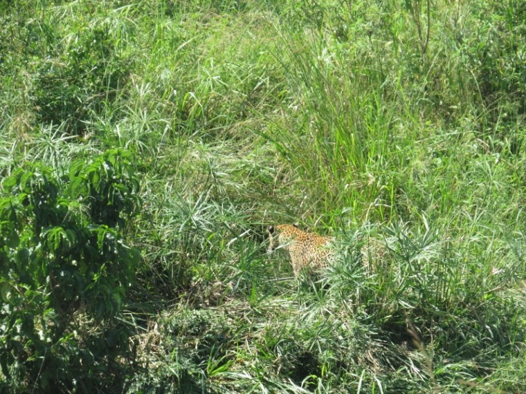 Jun 2019 The leopard slinking away in Maasai Mara. Copyright Rupi Mangat (800x600)