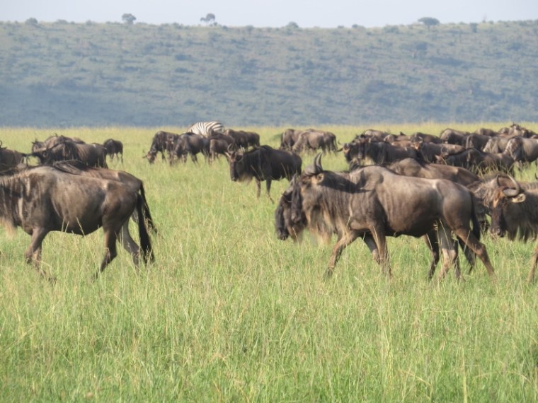 June 2019 Wildebeest arriving from Serengeti into Maasai Mara. Copyright Rupi Mangat (800x600)