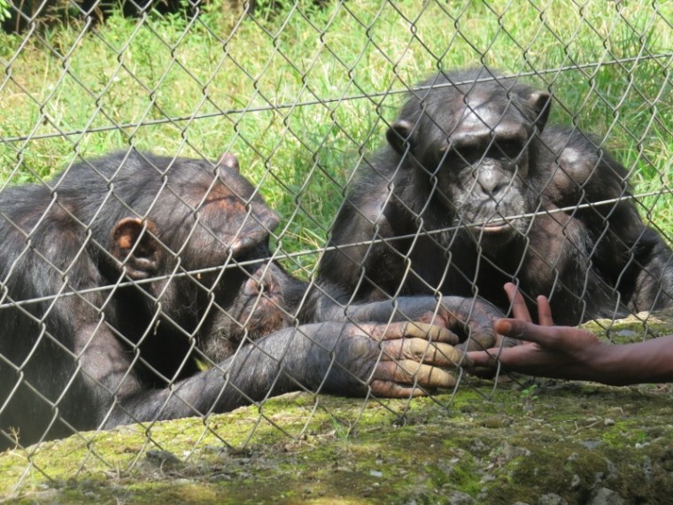 Rescued Chimpanzees at Lwiro Primate Rehabilitation Center. Copyright Rupi Mangat (800x600)