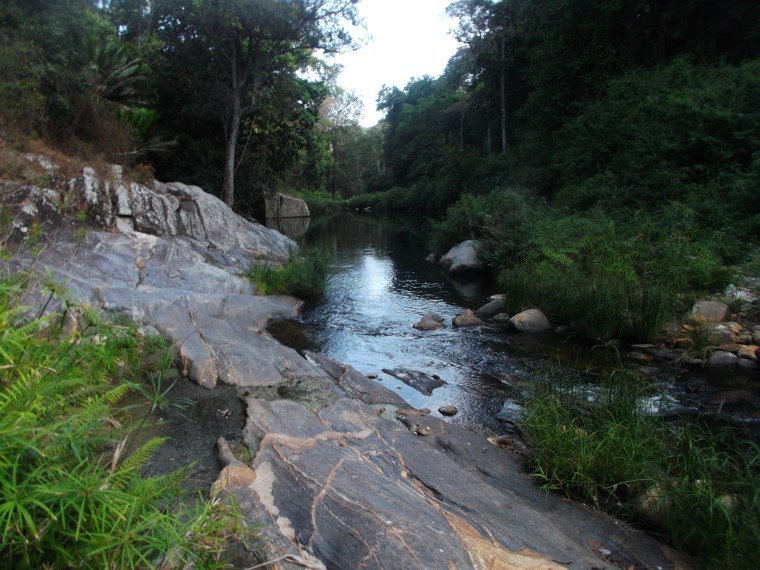 endemic cycads by Ngeng River - Mathews Range - copyright rupi mangat