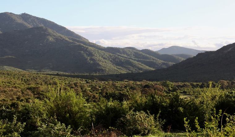 Kitich Forest Camp - The island forests of Mathews Range in the semi-arid north Kenyain d