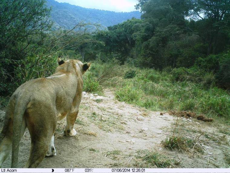 Kitich Forest Camp - lion caught on camera.