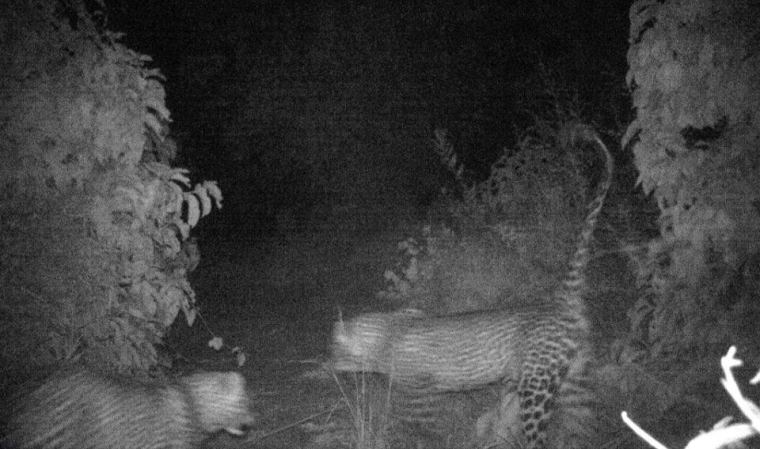 Kitich Forest Camp - two leopards photographed in camp by the hidden camera trap