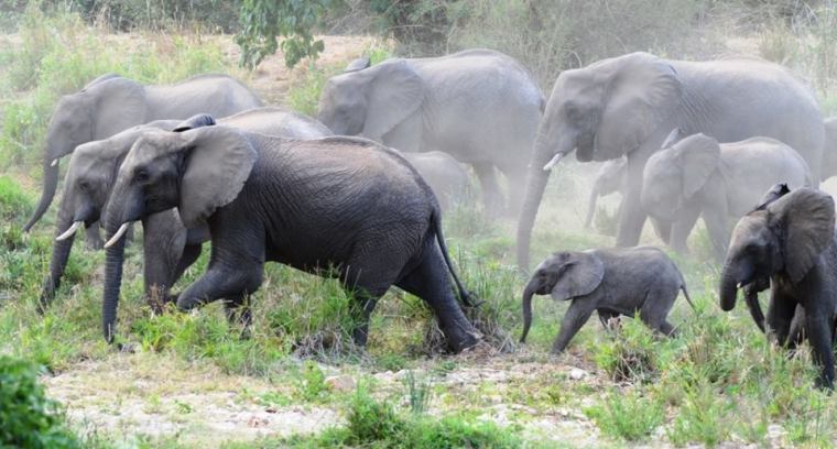 Kitich Forest Camp - elepants in Mathews Range