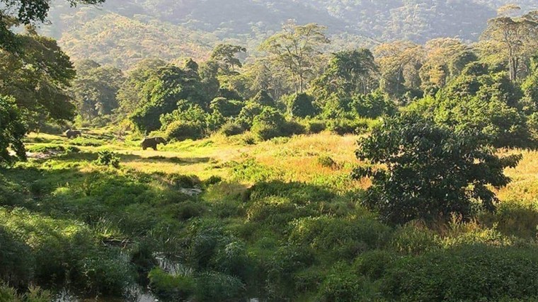 Elephants on Mathews Range. Facebook: Kitich Forest Camp