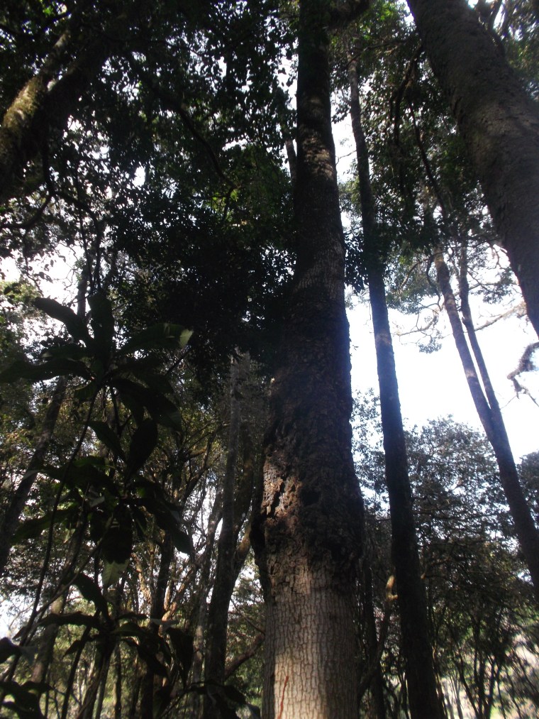 towering trees of Mathews Range - copyright rupi mangat