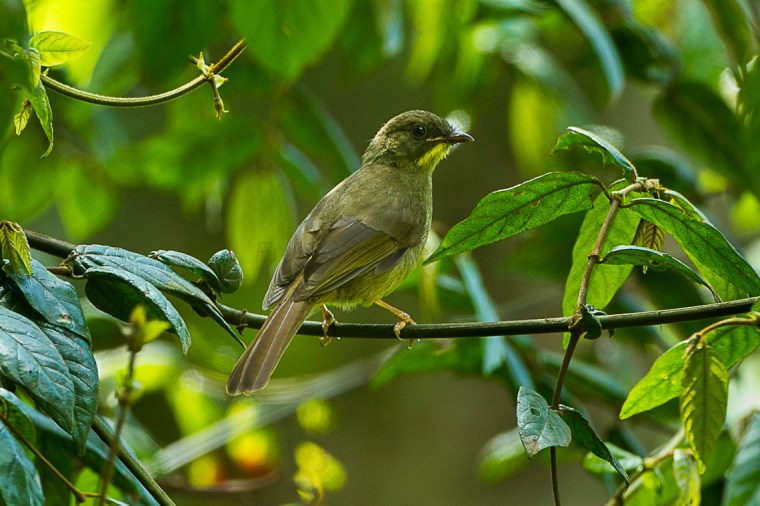 Yellow-whiskered_Greenbul_-_Kenya_S4E7530_(17026005516)