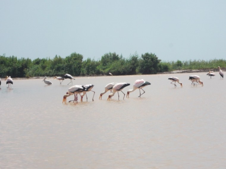 Yellow billed storks by lake Mbilio on tana delta - rupi mangat 15 feb one time use only (800x600)