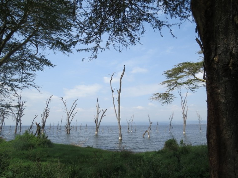 Drwoned trees in Lake Nakuru National Park. Copyright Rupi Mangat (800x600)
