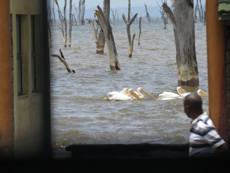 Great white pelicans swiming around the flooded ofices in Lake Nakuru National Park. Copyright Rupi Mangat (800x600)
