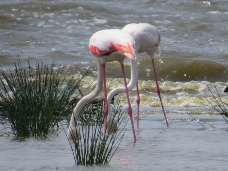 Greater flamingos feeding in Lake Nakuru National Park. Copyright Rupi Mangat (800x600)