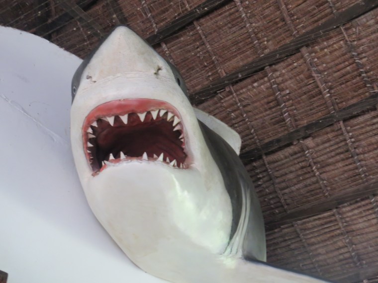 Jaws the Great white shark Malindi Sea Fishling Club. Copyright Rupi Mangat