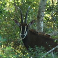 Sable antelope only found in Shimba Hills National Reserve. Credit Shimba Lodge
