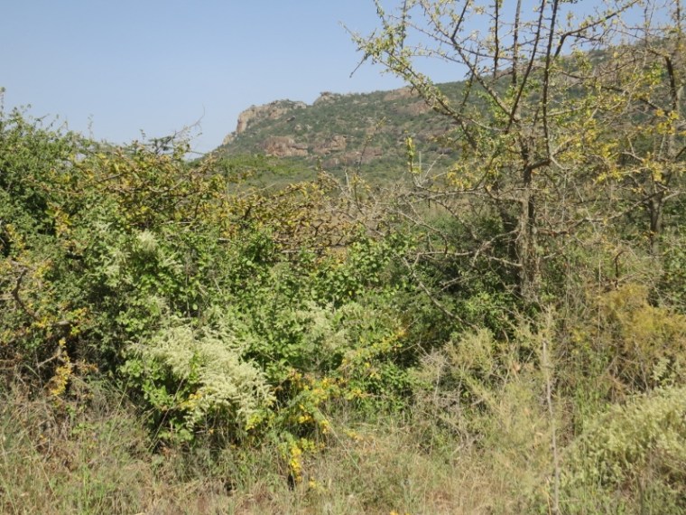 The cliff face of Lukenya from the dry plains with the wild aubergine in flower. Copyright Rupi Mangat one time use only (800x600)