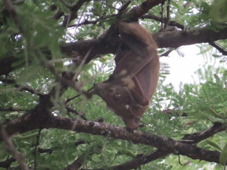 Wahlberg’s Epauletted Fruit Bat in slumber on the dry plains of Lukenya. Copyright Rupi Mangat one time use only (800x600)