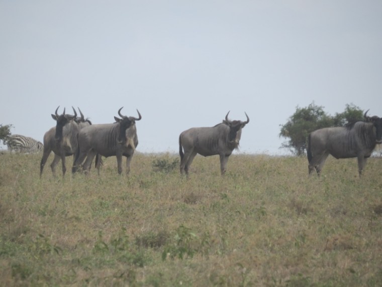 Wildebeest on Lisa Ranch.Copyright Rupi Mangat (800x600)