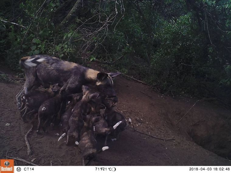 African Wild Dog in Masai Mara 2018 with pups. Facebook: Mara Predator Conservation Programme