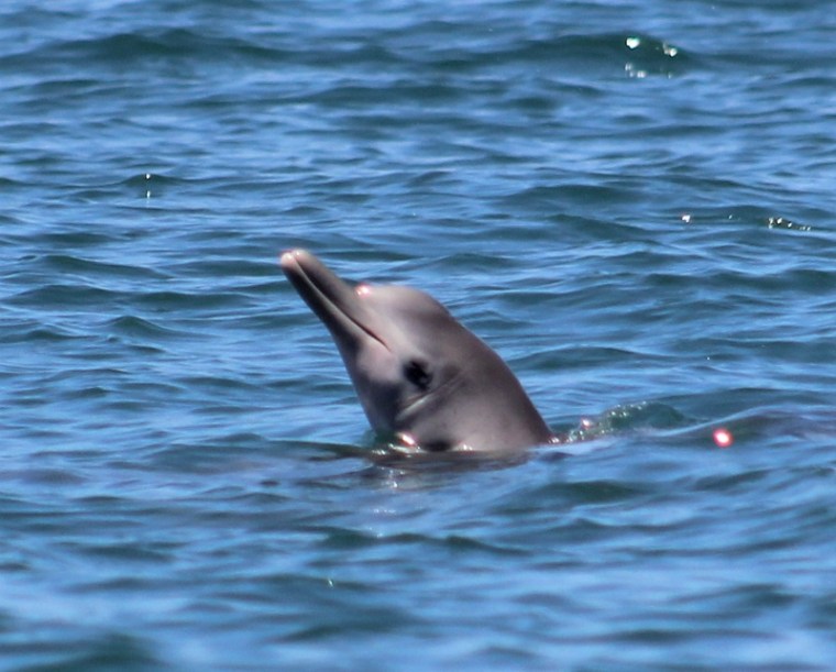 Baby humpback. Copyright Jane Spilsbury (800x644)