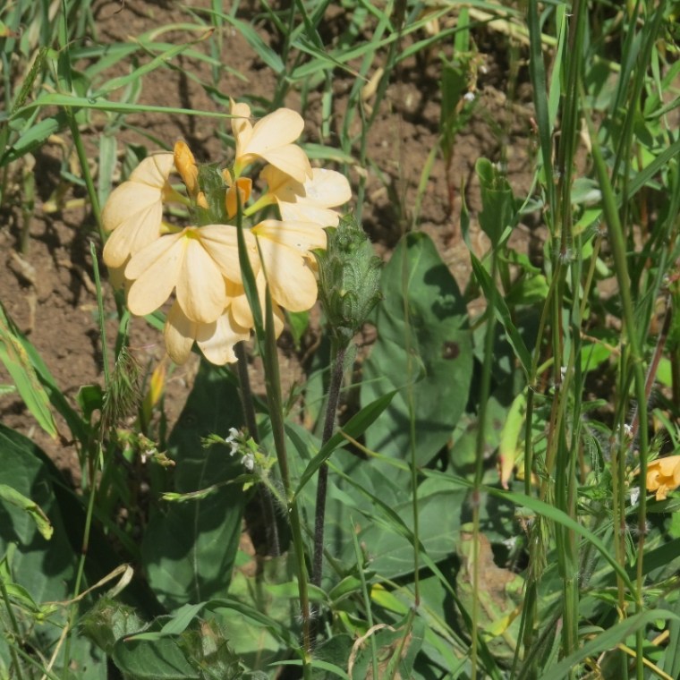 Crossandra in bloom on Lukenya . Copyright Rupi Mangat one time use only (800x800)