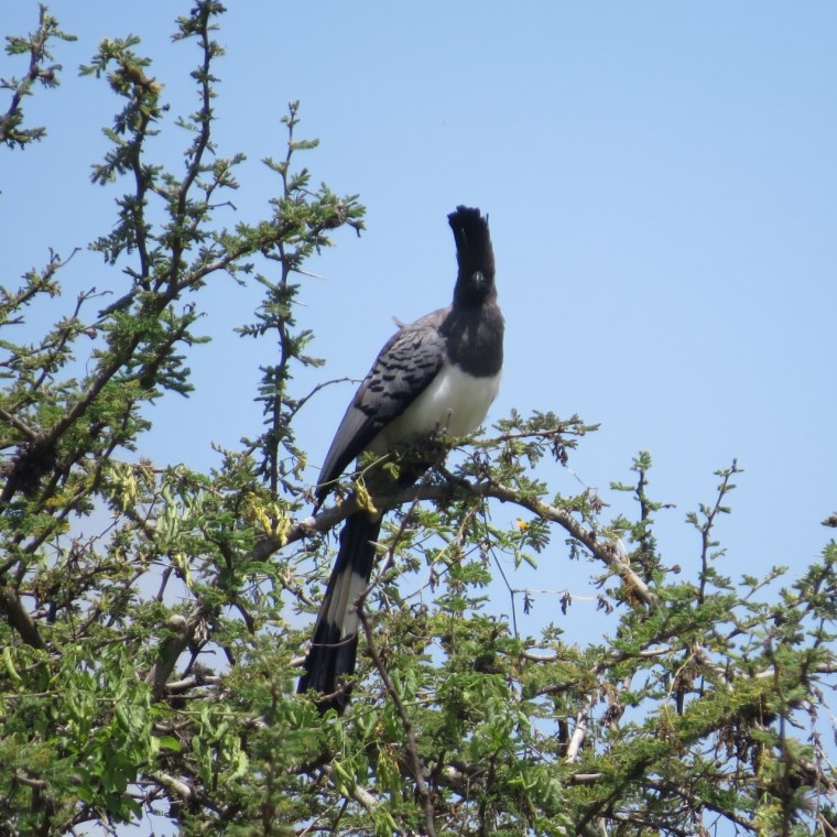 Go away bird on Lukenya r. Copyright Rupi Mangat one time use only (1280x1280