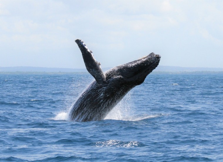 Humpback whale along Indian Ocean coastline. Copyright Chloe Corn with Watamu Marine Association (800x580)