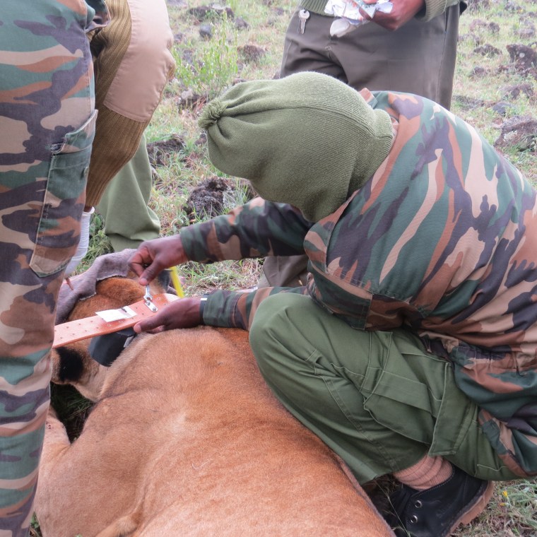 Lion collared oin Soysambu Conservancy,. By Rupi Mangat