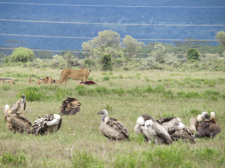Lion defending prey from Silver-backed jackals and Ruppell's vultures listed Critically endangered on IUCN Red List in Soysambu with newly installed pylon and transmisson line. By Rupi Mangat