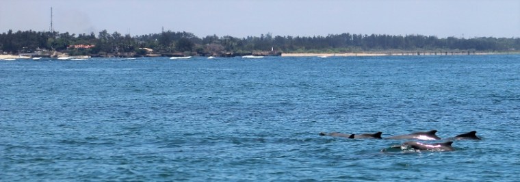Spinner and Humpback dolphins. Copyright Jane Spilsbury (800x281)