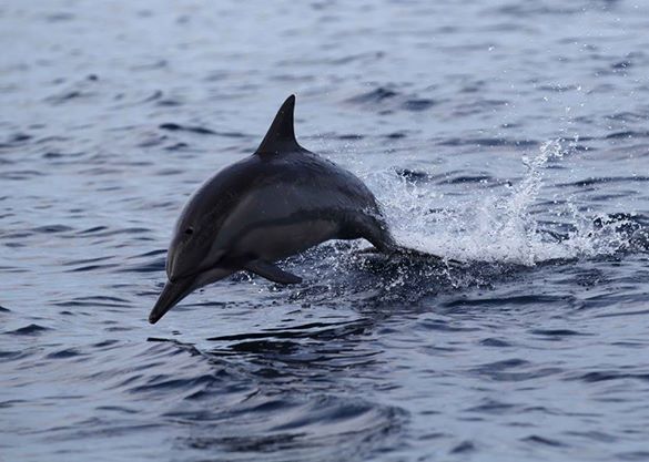 Spinner Dolphin on the Tanzania Indian Ocean. Copyright Gill Braulick (585x417)