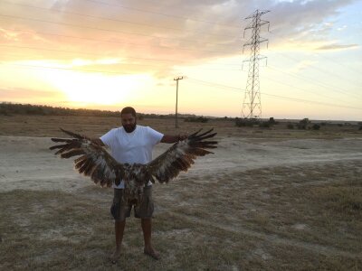 Steppe Eagle (IUCN endangered) death bycollision on already existent pylons in Soysambu Conservancy October 2019. Copyright Simon Thomsett