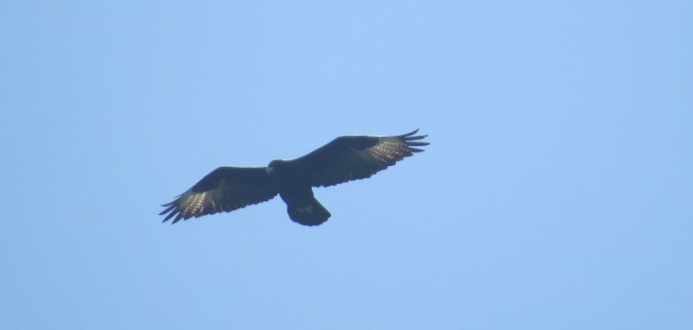 the-verreaus-eagle-above-lukenya-.-its-alos-called-the-black-eagle-copyright-rupi-mangat-one-time-use-only-800x800.jpg