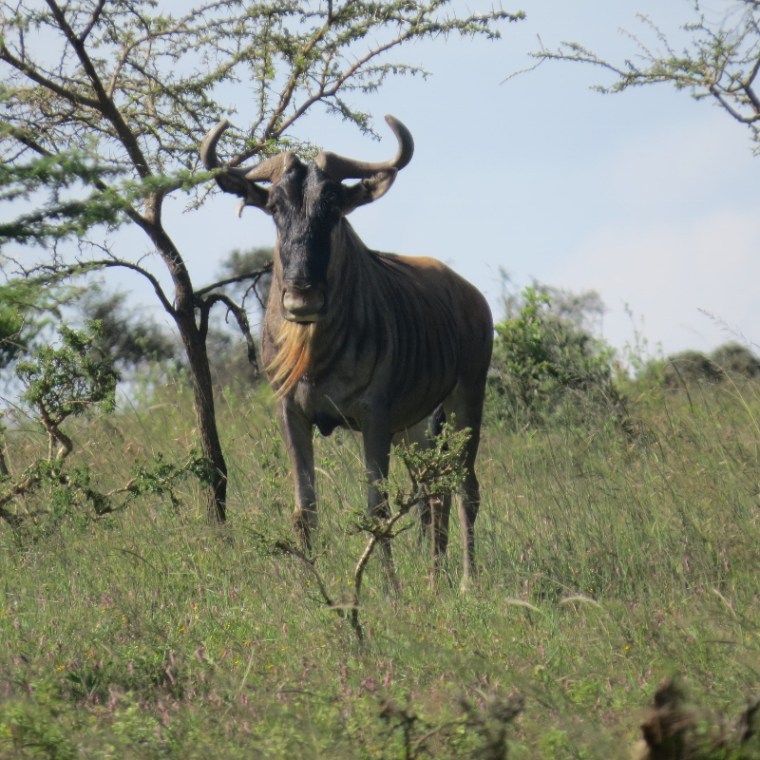 The wildebeest on Lukenyaturned to face us. Copyright Rupi Mangat one time use only (800x800)
