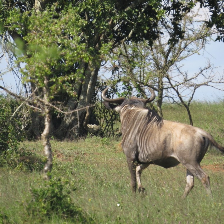 The wildebest on Lukenya turning to .r. Copyright Rupi Mangat one time use only (800x800)
