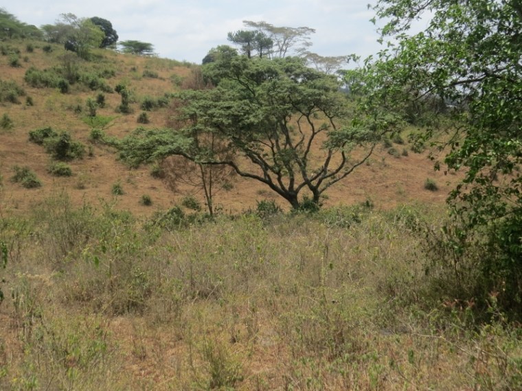 At Kikwata on Ngong Hills . Copyright Rupi Mangat (800x600)