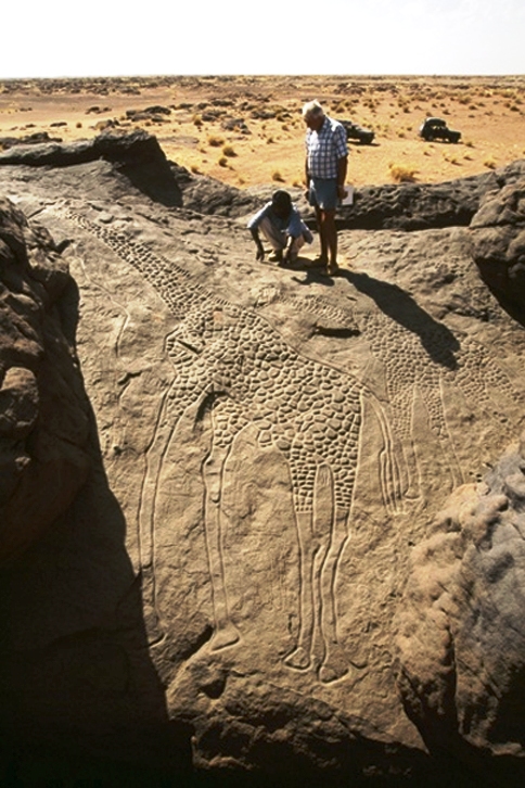 A 6,000 year life size engraving of giraffes in Niger. Copyright David Coulson of Trust for African Rock Art TARA (484x726)