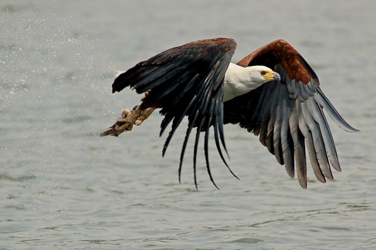 A hunting fish eagle at Lake Naivasha. Copyright Shiv Kapila (800x533)