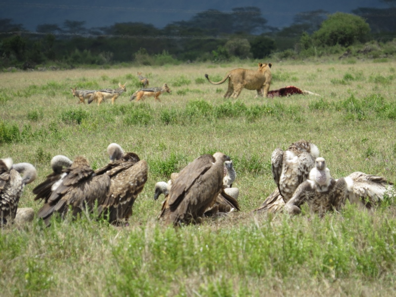 Lion feding on cow calf by Jolai Hill oin Soysambu Conservancy in company of Silver-back jackals and vultures,. By Rupi Mangat (800x600)
