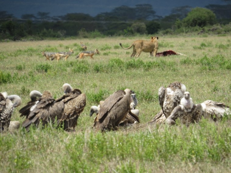 Lion feding on cow calf by Jolai Hill oin Soysambu Conservancy in company of Silver-back jackals and vultures,. By Rupi Mangat (800x600)