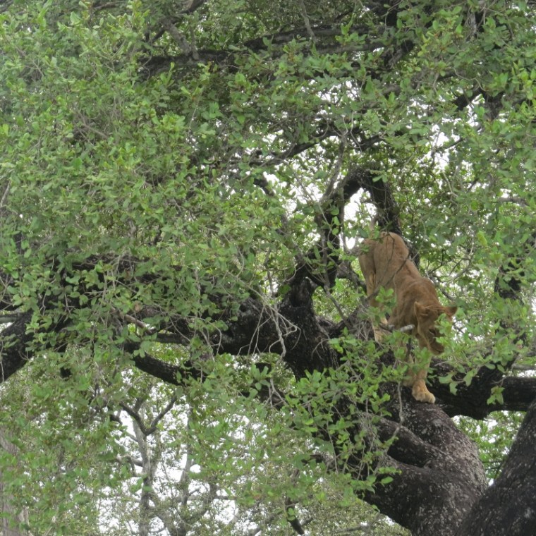 Lioness in tre to escape the tsetse flies in Nyerere National Park former Selous Tanzania. Copyright Rupi Mangat (800x800)