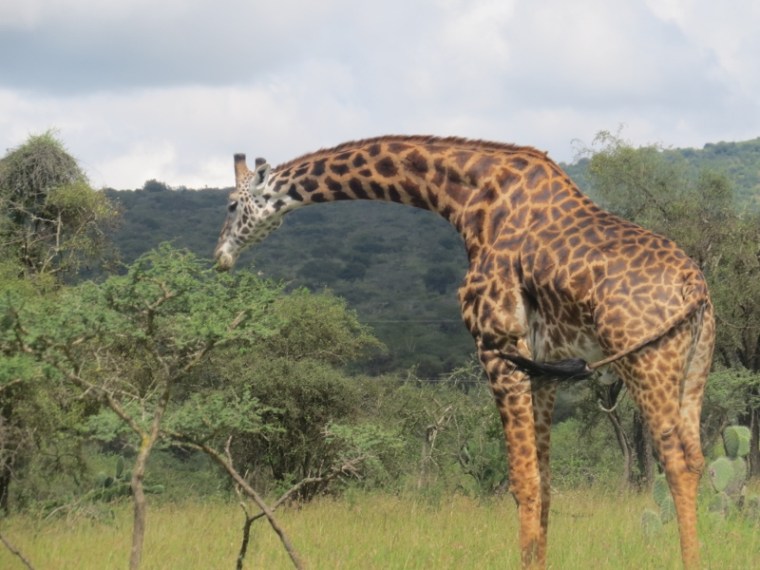 Male Maasai giraffe browsing in Maanzoni . Copyright Rupi Mangat (800x600)