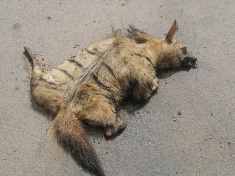 Rare aardwolf- this photo from 2010 by ACK field officers recorded during patrol along Nairobi-Mombasa highway. Courtesy Mary Wykstra (800x600)