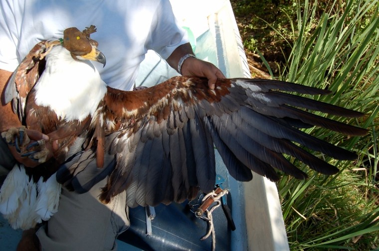 Shiv Kapila with strongly leucistic fish eagle at Lake Baringo . Copyright Shiv Kapila (800x532)