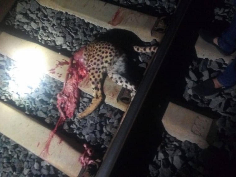 The severed cheetah along the SGR is a photo taken from a social media post and forwarded to ACK’s Director- the source was unknown. 2 (800x600)