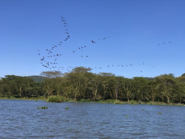 Lake Naivasha flock of cormorants flying over. Copyright Rupi Mangat (800x600)