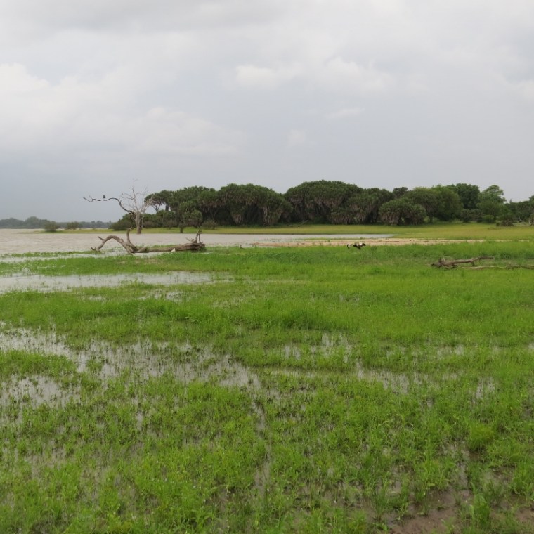Oxbow lake in Nyerere National Parkr. Rupi Mangat's article (800x800)