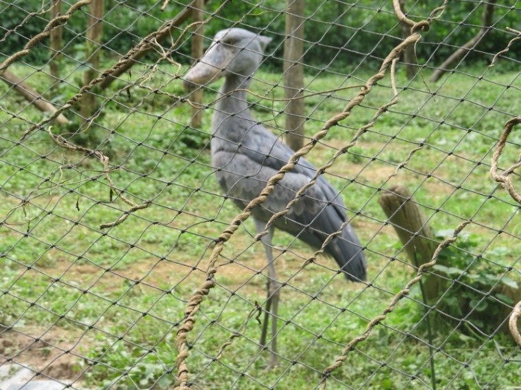 Shoebill stork Entebbe zoo. Copyright Rupi Mangat (800x600)