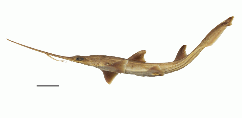 Artist's impression of One of the newly discovered sixgilled sawshark species (Pliotrema kajae). Copyright: Simon Weigmann,