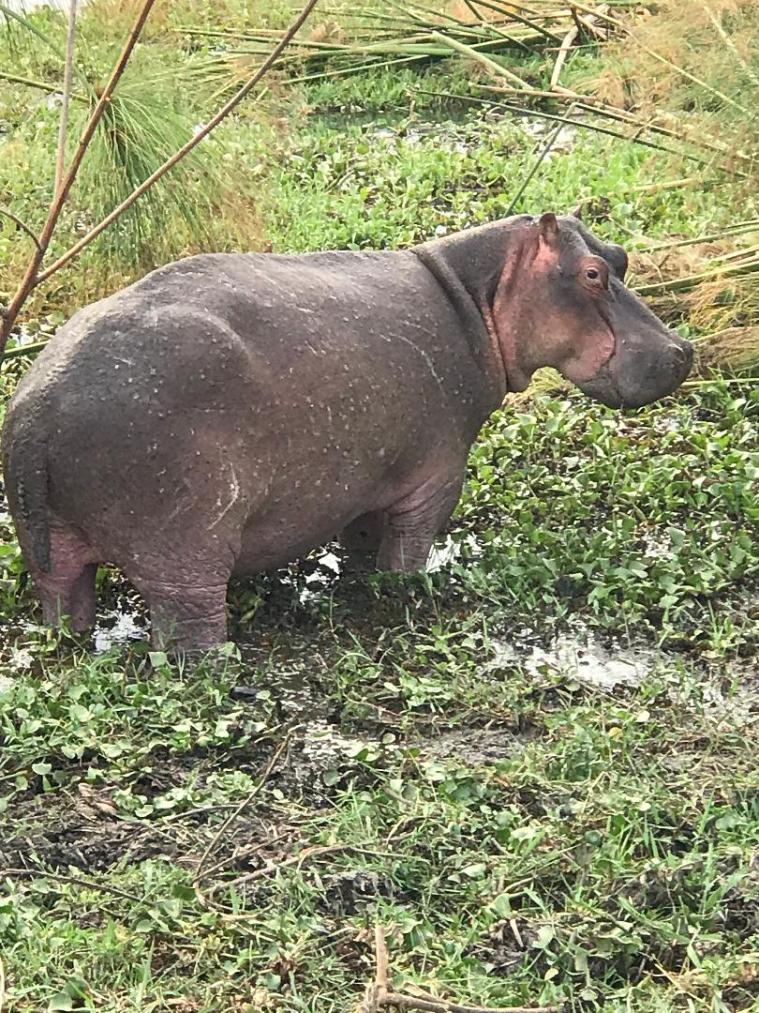 hippo at L.Naivasha in Ecoscapes Conservancy