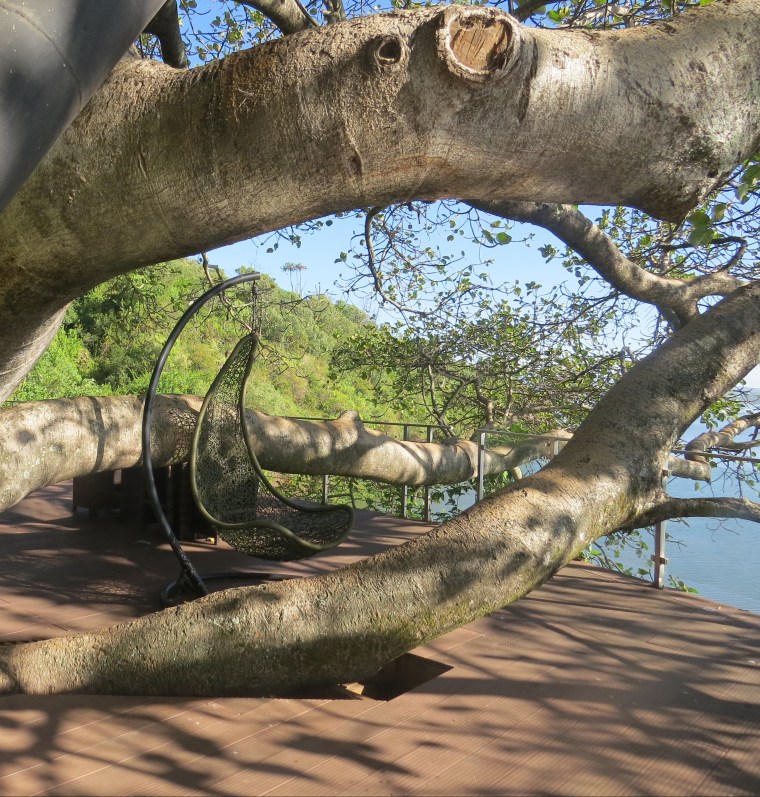 Thick branch of Ficus wakefieldii at Ecoscapes on Lake Naivasha. Copyright Rupi Mangat